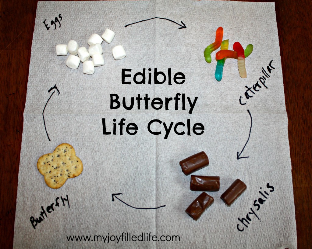 Edible Butterfly Life Cycle