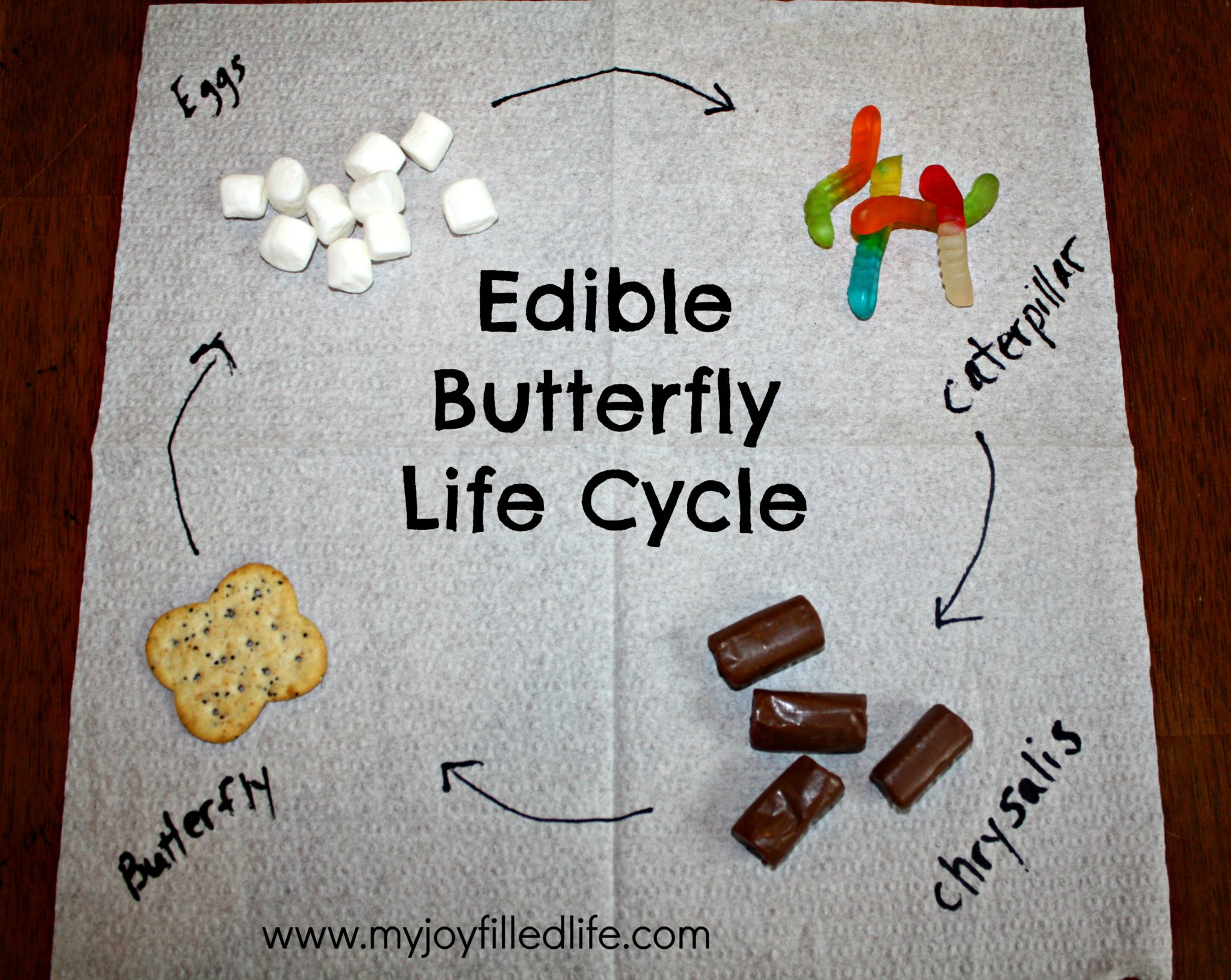 Edible Butterfly Life Cycle