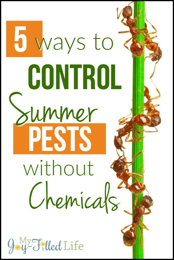 5 Ways to Control Summer Pests without Chemicals border