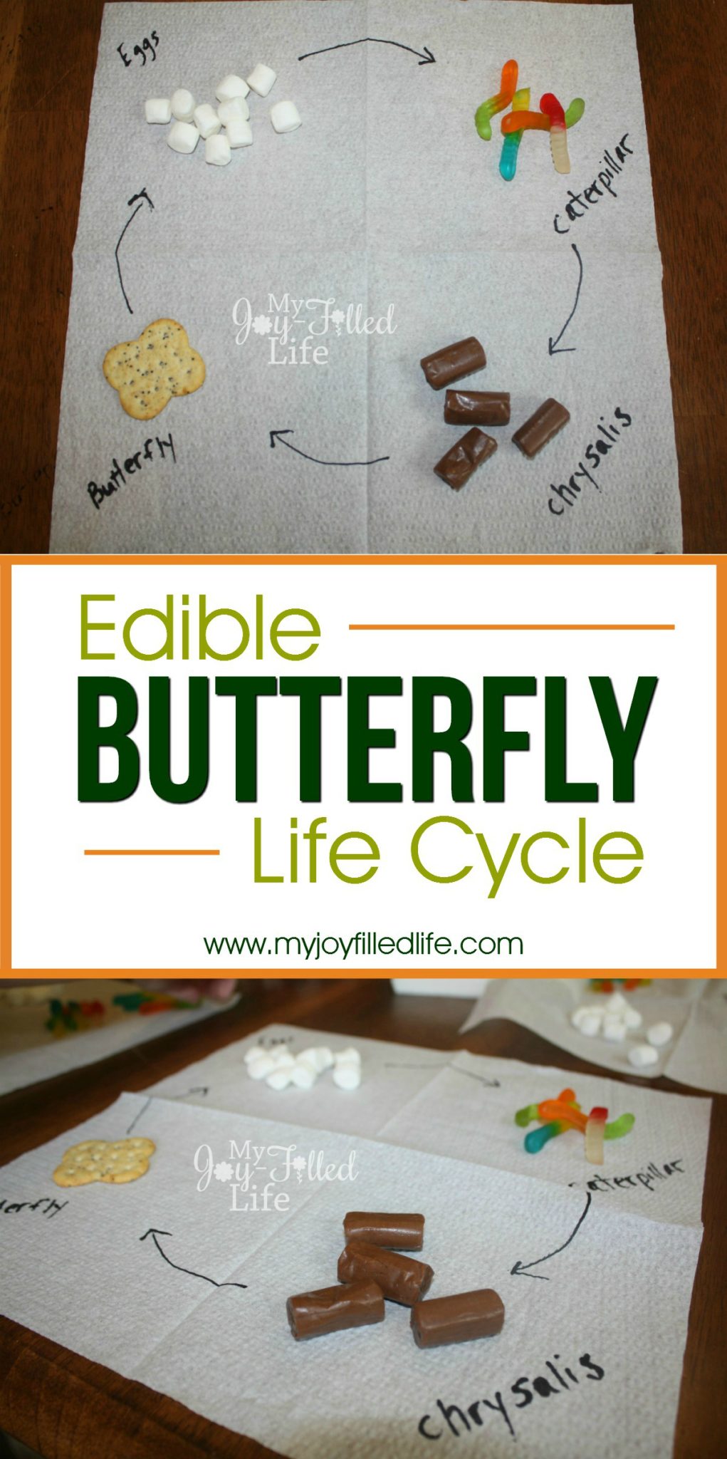 Edible Butterfly Life Cycle 