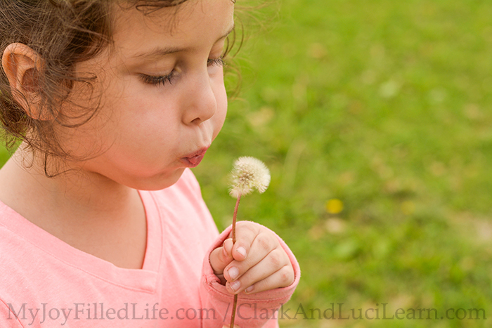 Discovering Dandelions