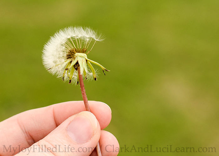 Discovering Dandelions