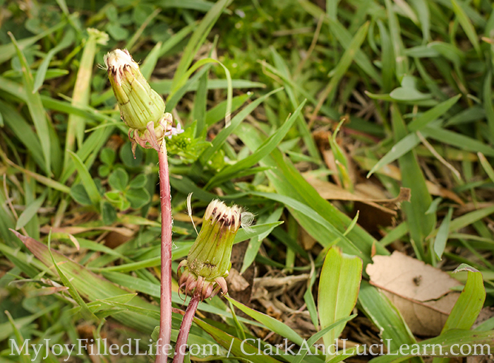 Discovering Dandelions