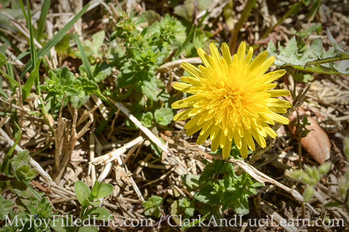 Discovering Dandelions