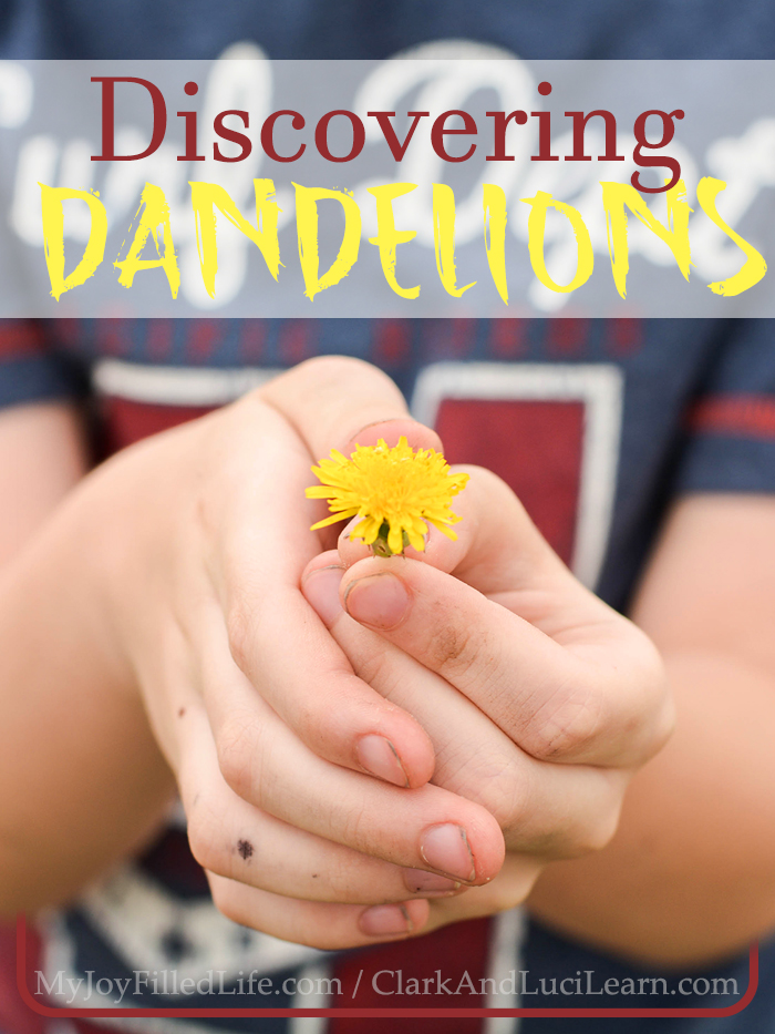 Discovering Dandelions