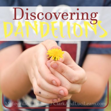 Discovering Dandelions