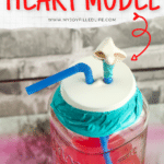 Pumping Heart Model DIY Science Project