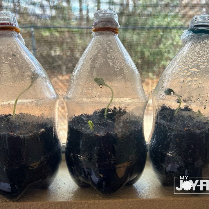 Mini Greenhouse