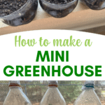 Easy Greenhouse Project with Kids