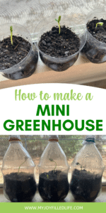 Easy Greenhouse Project with Kids